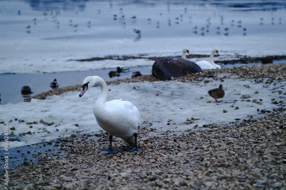 frozen river in winter, swans ducks and seagulls swim in the winter river frozen river in winter, swans ducks and seagulls swim in the winter river