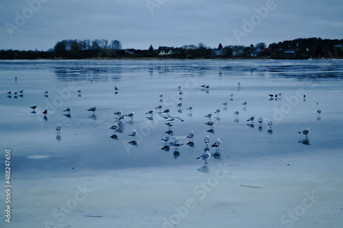 frozen river in winter  swans ducks and seagulls swim in the winter river
