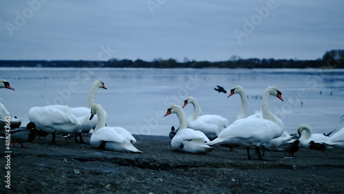 frozen river in winter, swans ducks and seagulls swim in the winter river photo