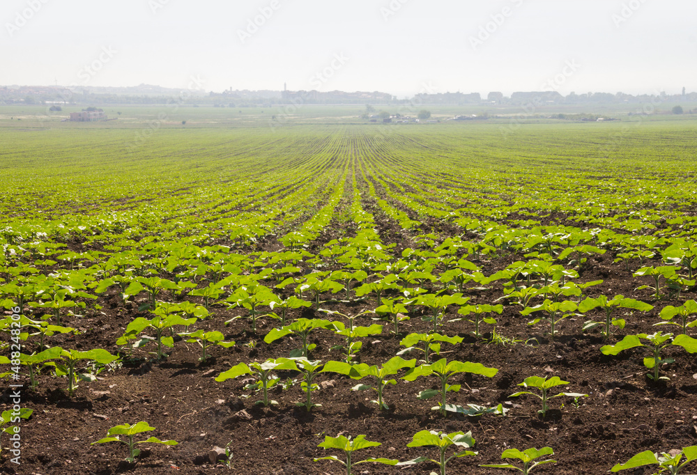 Agricultural field with young sunflower plants. Rows of sunflower seedlings. Agriculture concept. Raw material for vegetable oil. Rural landscape.