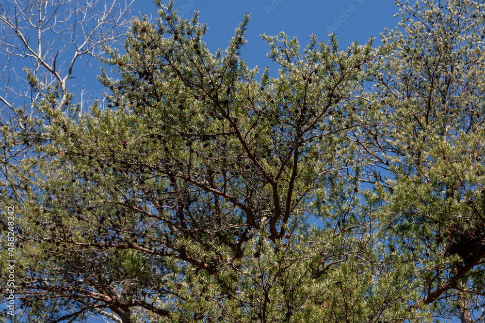 Pinecones on a tree Pinecones on a tree