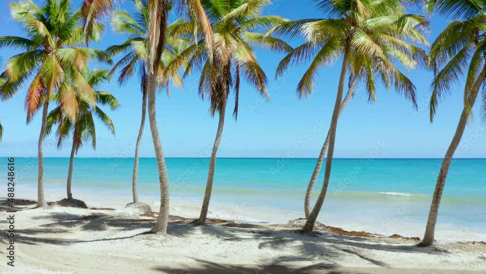 A beautiful palm beach against the backdrop of the turquoise Caribbean Sea. Sandy seascape with palm trees. Sunny day on an exotic peninsula. Sea beach landscape. Palm trees against the sky. A beautiful palm beach against the backdrop of the turquoise Caribbean Sea. Sandy seascape with palm trees. Sunny day on an exotic peninsula. Sea beach landscape. Palm trees against the sky.