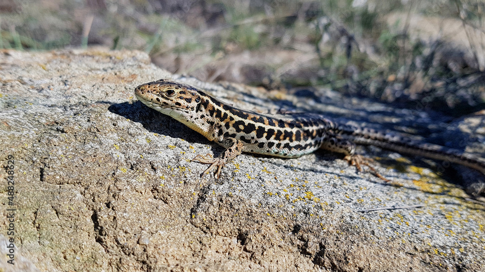 A lizard basking in the sun A lizard basking in the sun
