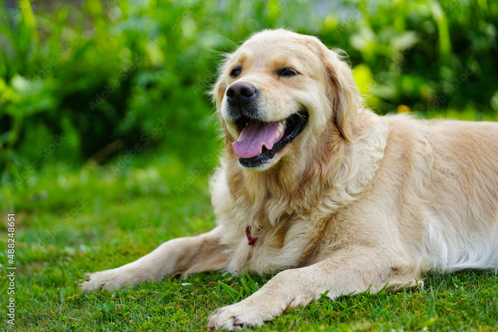 A happy looking golden retriever dog in a grassy backyard