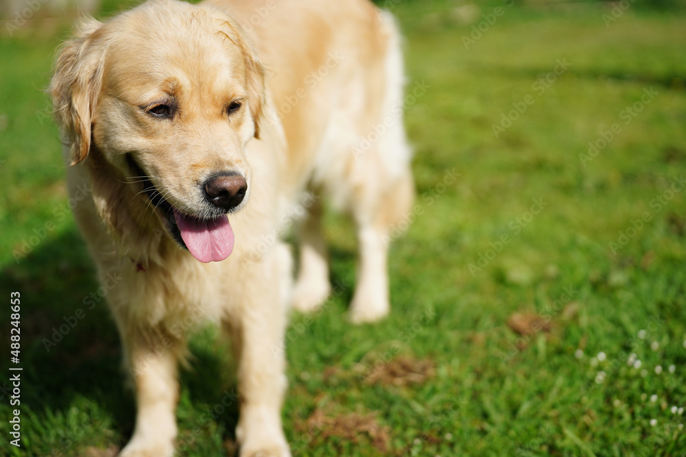 A happy looking golden retriever dog in a grassy backyard