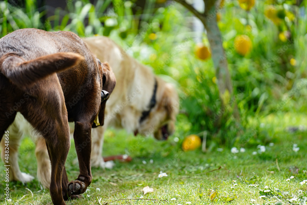 Fototapeta premium A chocolate labrador and golden retriever fetching a toy together