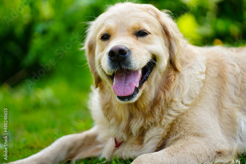 A happy looking golden retriever dog in a grassy backyard © tristanbnz