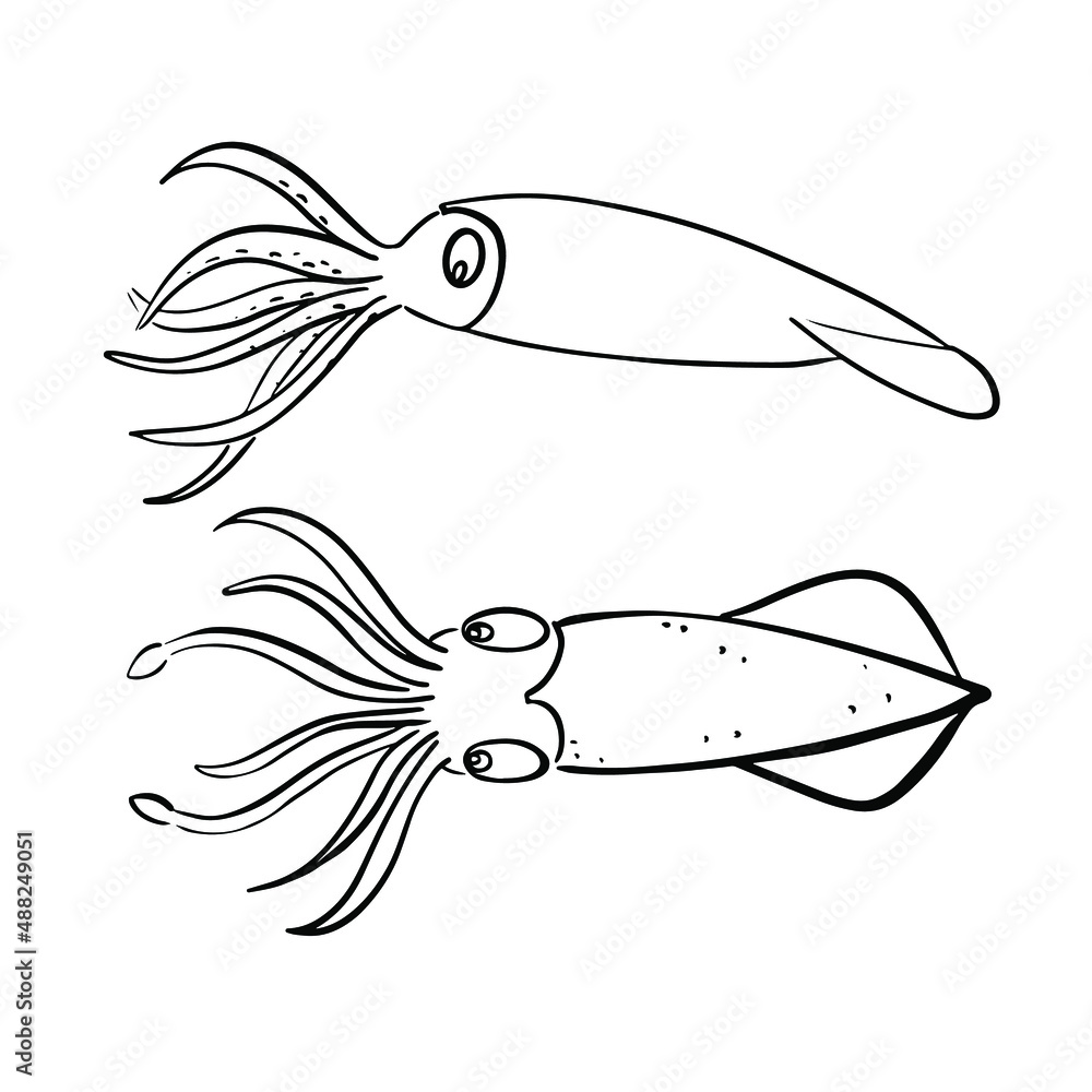 Vector illustration of calamars Stock Vector Adobe Stock