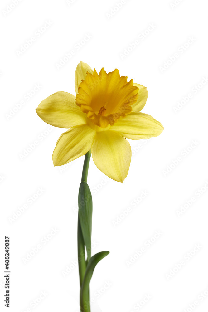 Spring yellow daffodil flower isolated on white background. Spring yellow daffodil flower isolated on white background.