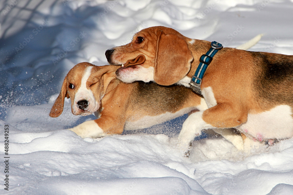 beagle dogs playing in the snow