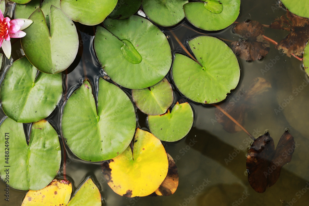 Pink water water lily with green water lilies or lotus flower Perry's in garden pond. Close-up of Nymphaea reflected on green water against sun. Flower landscape with copy space. Selective focus Pink water water lily with green water lilies or lotus flower Perry's in garden pond. Close-up of Nymphaea reflected on green water against sun. Flower landscape with copy space. Selective focus