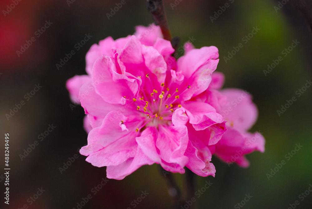 Fototapeta premium ピンクの花