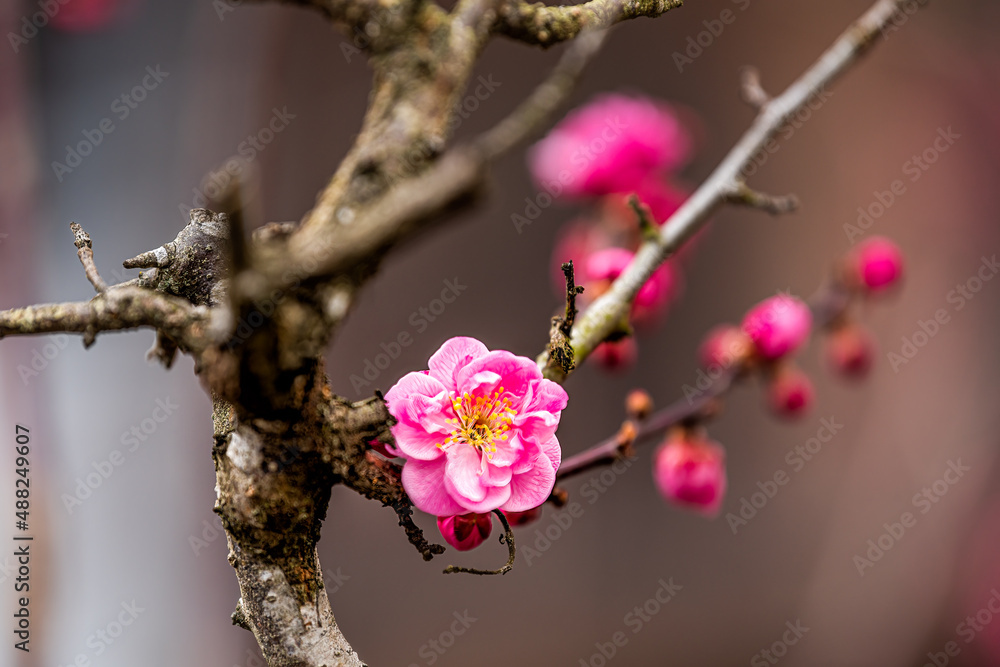 Macro closeup of pink open cherry blossom sakura or plum tree in early spring with buds blooming in Takayama, Gifu Prefecture, Japan in Japanese garden park Macro closeup of pink open cherry blossom sakura or plum tree in early spring with buds blooming in Takayama, Gifu Prefecture, Japan in Japanese garden park