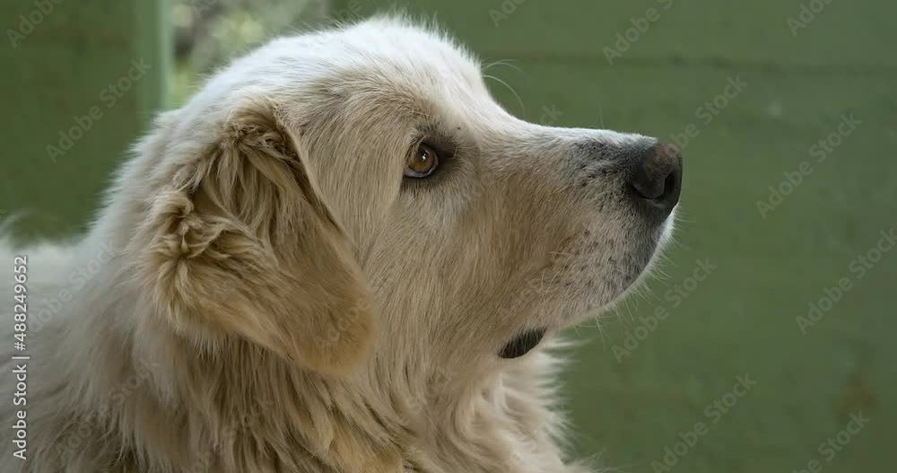 Close-up shot of beautiful Maremma Sheepdog. sweet suardo Close-up shot of beautiful Maremma Sheepdog. sweet suardo