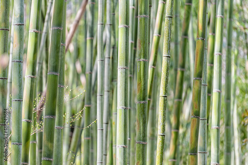 Kyoto, Japan Arashiyama bamboo grove forest park garden with closeup abstract pattern of many stalks plants on sunny spring day with nobody