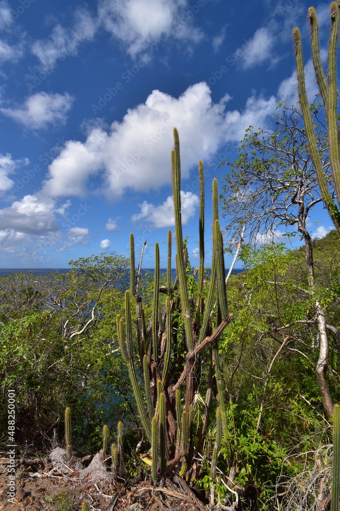 Succulents or cacti (cactus) and other vegetation in Fort Hamilton, Bequia, St. Vincent and the Grenadines