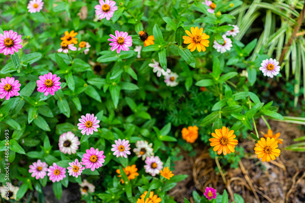 Flat top above view pattern of many colorful zinnia flowers with pink and orange colors in summer garden with green leaves Flat top above view pattern of many colorful zinnia flowers with pink and orange colors in summer garden with green leaves