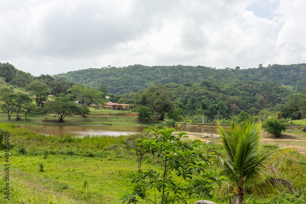 Vista de floresta com lago à frente