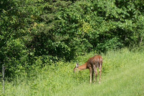 Female juvenile White-tailed deer grazing on the vegetation in the forest.