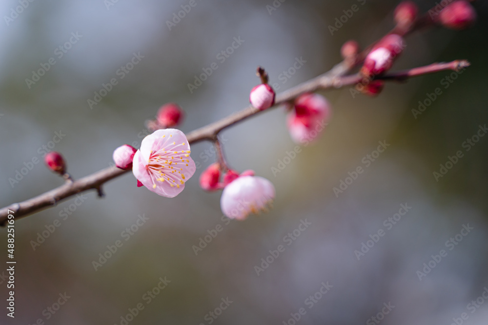 梅開花から散るまで | わがそのに梅の花散る – NIQYS