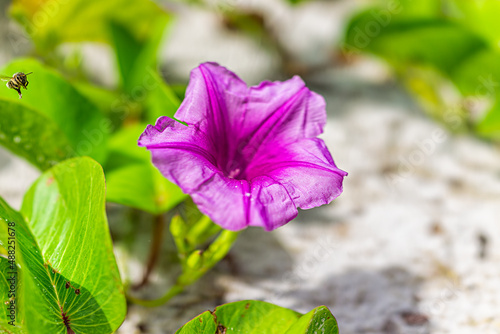 Naples, Florida in gulf of Mexico coast sunny day in summer with colorful purple pink Ipomoea pes-caprae bayhops beach morning glory flower macro closeup with bee flying photo