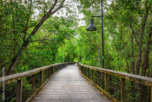 Naples, Florida Coller County Gordon River Greenway Park wood boardwalk trail through mangrove swamp forest landscape summer view with nobody photo