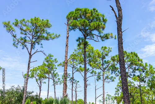 Naples, Florida Coller County Gordon River Greenway Park with forest landscape summer view of longleaf pine trees in blue sky photo