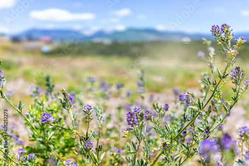 Landscape view foreground of purple Alfalfa flowers during summer from High Road to Taos of mountains and village called Truchas photo