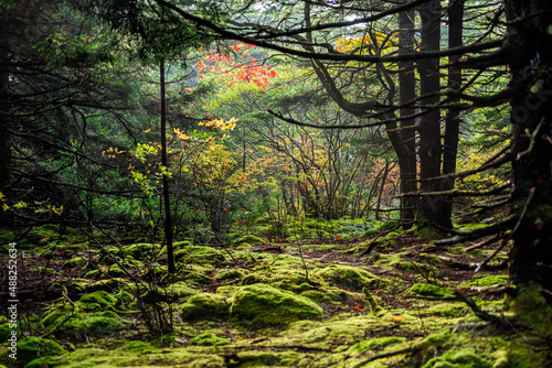 Conifer dreamy fairy tale enchanted moss green dark forest with pine fir tree by huckleberry trail in West Virginia Spruce Knob mountains