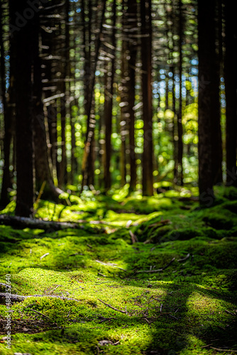 Red spruce pine trees lush green moss on forest ground floor with sunlight sunny day at Gaudineer knob of Monongahela national forest Shavers Allegheny mountains