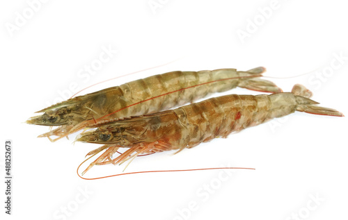 Fresh living shrimp isolated on white background