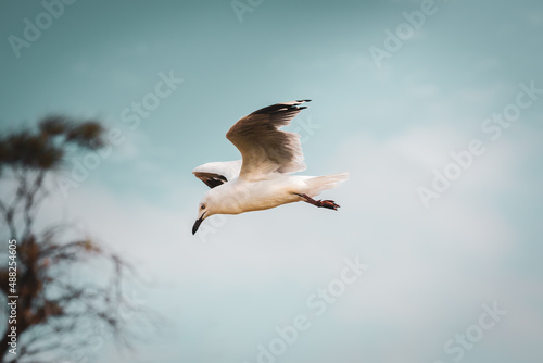 Flying sea gull in warm tones on blue/white sky in Australia