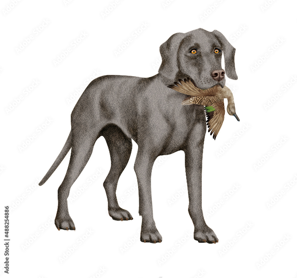 chien, animal de compagnie, braque de weimar, gibier, canard pilet , mal, femelle, à poil court, animal, gris , chiot, canidé, isolé, braque, joli, noir et blanc, portrait, mammifère, chien de rapport chien, animal de compagnie, braque de weimar, gibier, canard pilet , mal, femelle, à poil court, animal, gris , chiot, canidé, isolé, braque, joli, noir et blanc, portrait, mammifère, chien de rapport