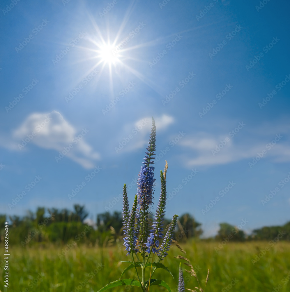 summer prairie with wild flowers on cloudy sky background summer prairie with wild flowers on cloudy sky background