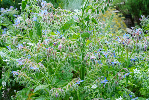 Εκτύπωση καμβά Blue star shaped flowers of the borage plant (borago officinalis) in the herb ga