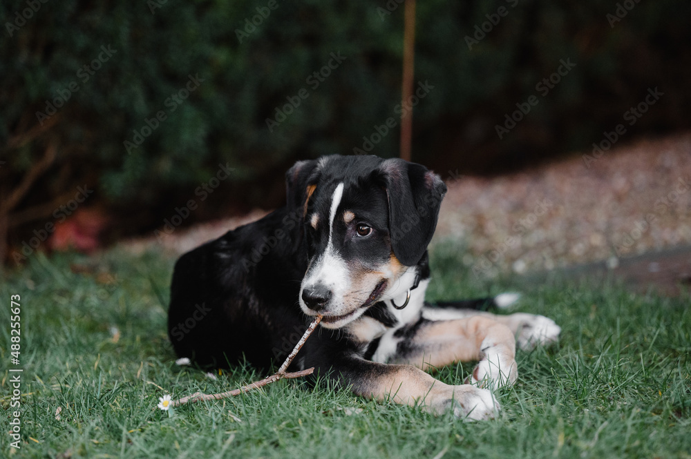 niedlicher Welpe Mischling Rüde spielt im Garten und kaut auf einem kleinen Stöckchen niedlicher Welpe Mischling Rüde spielt im Garten und kaut auf einem kleinen Stöckchen