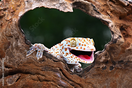 Tableau sur toile A gecko is looking through a brown wooden hole