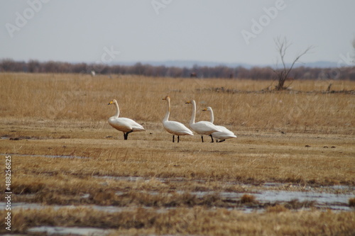 country goose and geese © Александр Мыльников