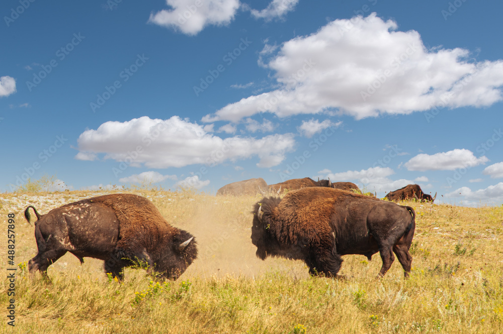 4-Bison Bulls Battle in Custer State Park -The Bulls Recoil 4-Bison Bulls Battle in Custer State Park -The Bulls Recoil