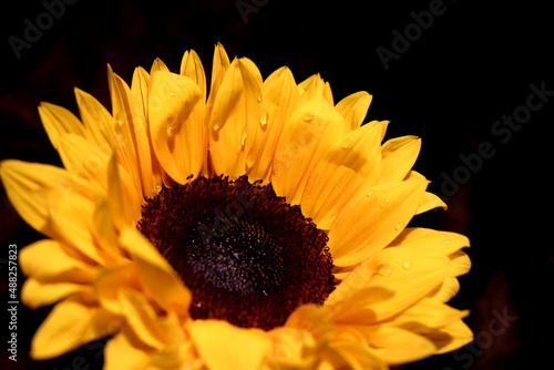 sunflower in the dark