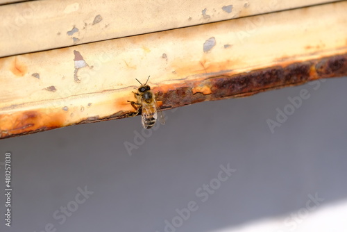 Rusty bee