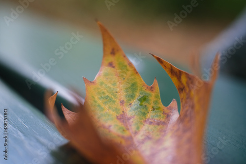 autumn leave