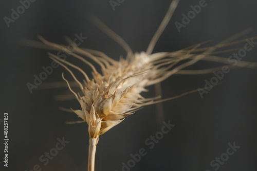 wheat macro
