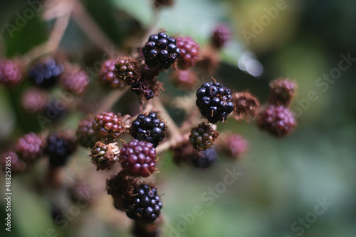 blackberries