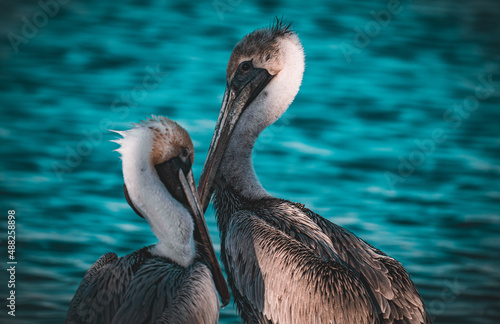 Pelicans in the water.