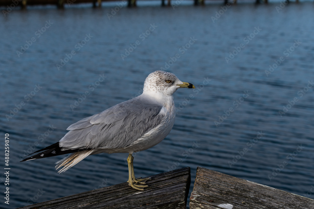 Fototapeta premium Ring-billed Gull on Wood railing