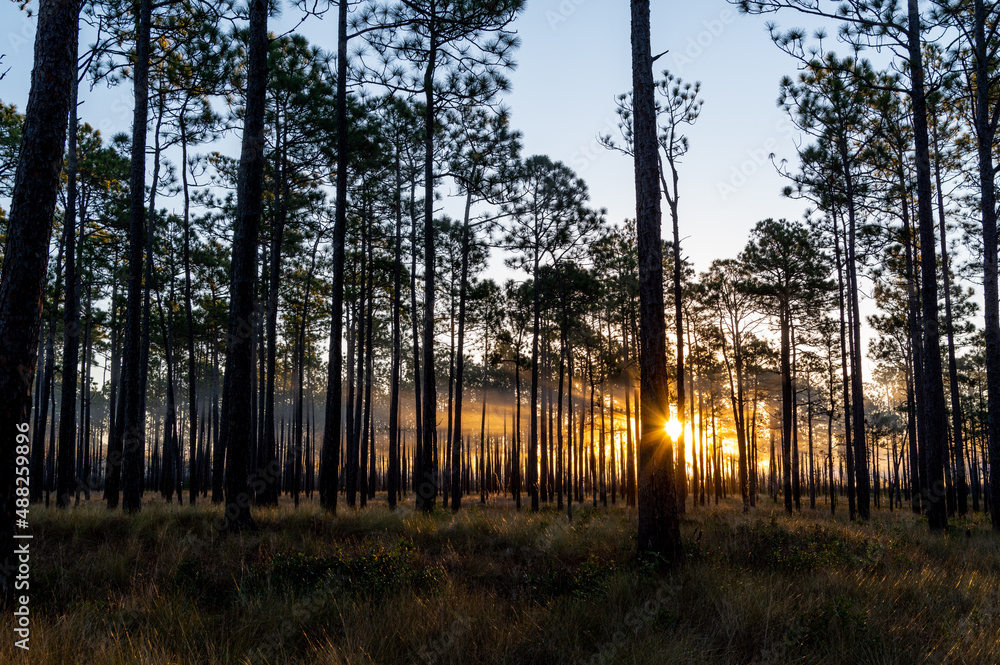 Starburst Sunrise with rays in the Fog in Forest Starburst Sunrise with rays in the Fog in Forest