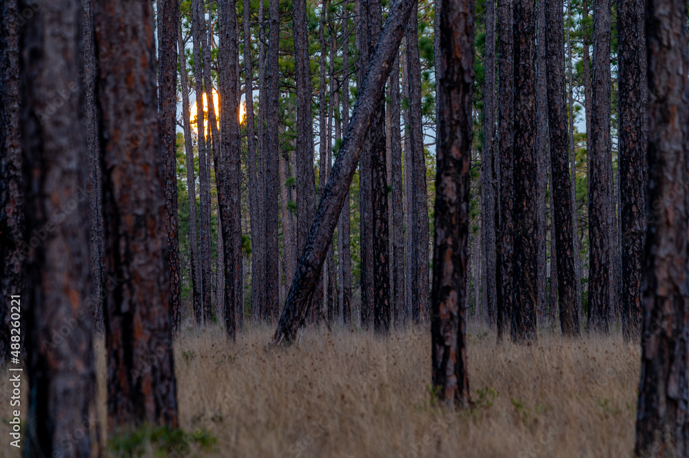 Fototapeta premium Moonrise in Longleaf Pine Savanna