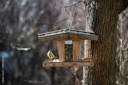 Blaumeise sitzt in einem vogelhaus in der Sonne