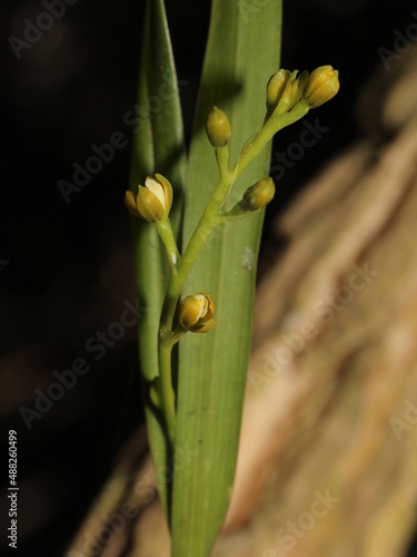 Flower buds of tropical orchid Prosthechea ochracea from Costa Rica photo